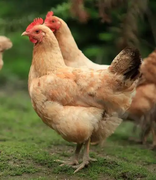 100好评的正宗散养土鸡你吃过吗