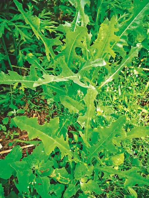 努敏河畔的曲麻菜