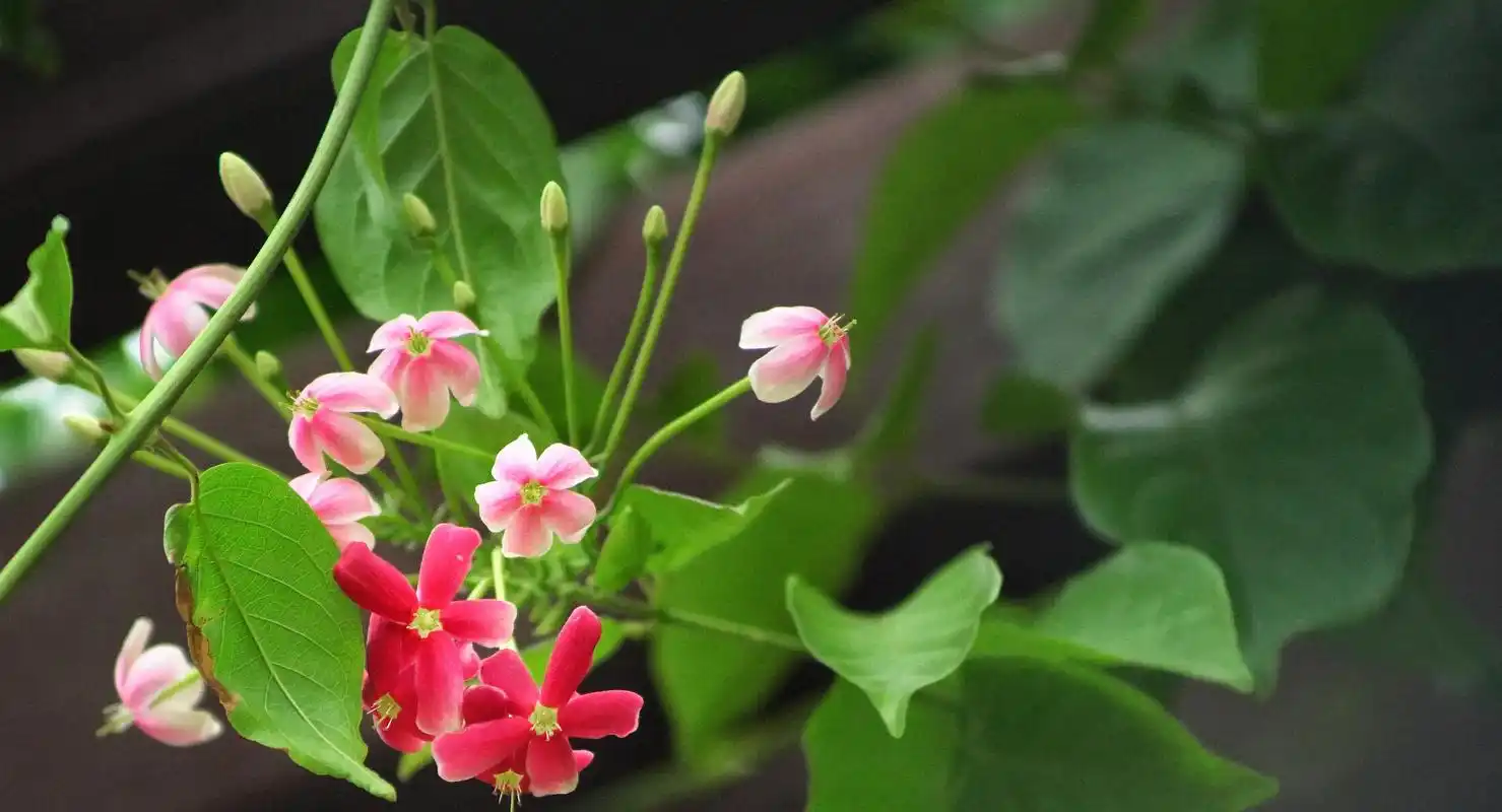 享趣毕节 使君子 使君子,以君子为名的花,不禁遐想连篇的. - 抖音