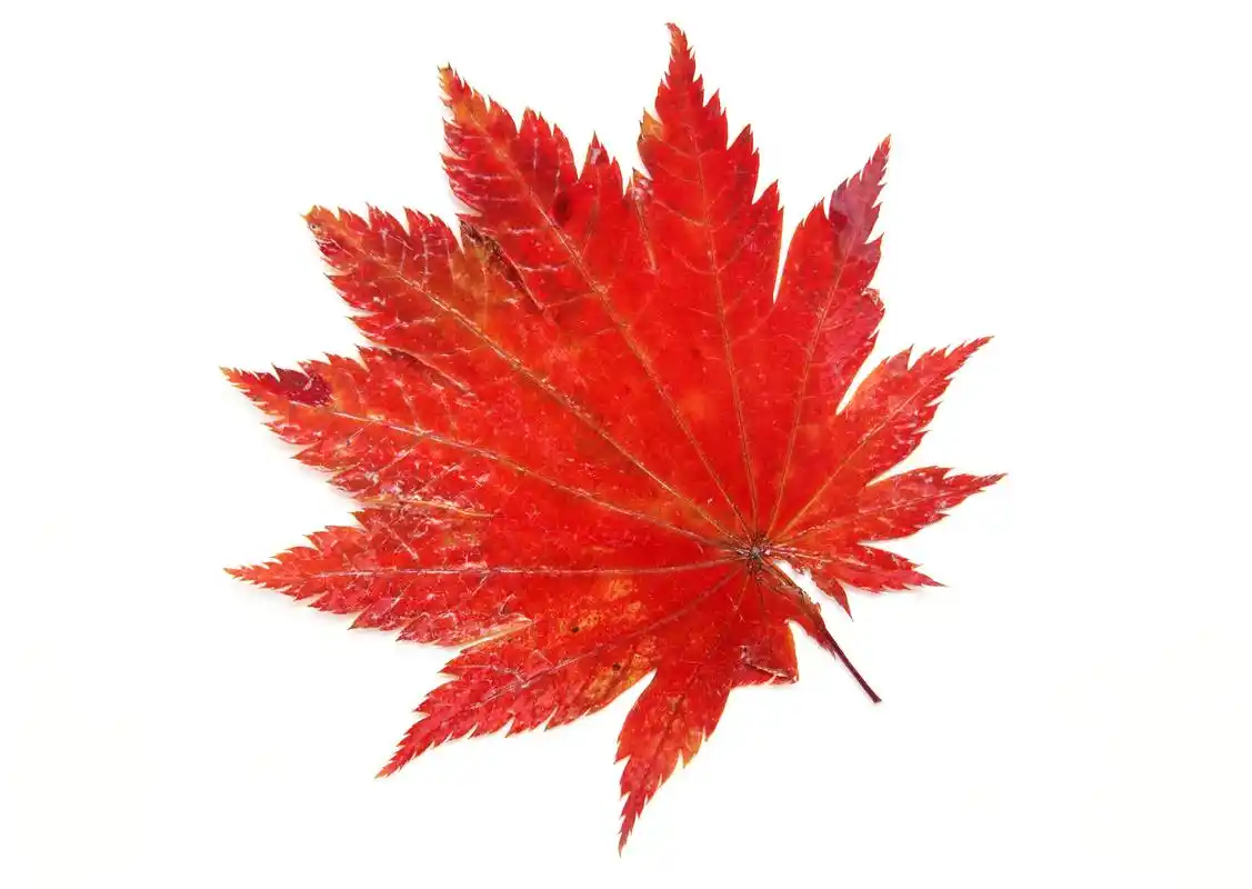 3d贴图素材 植物 树叶 一组红色的枫叶游戏制作资源下载cg灵感图库