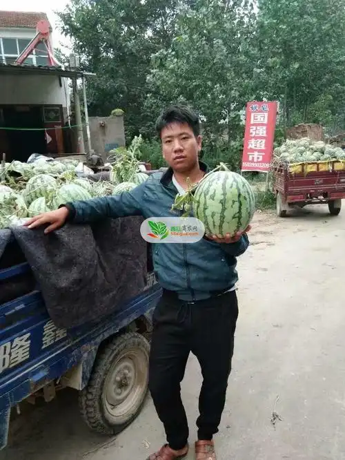 2021年河南商丘西瓜价格行情走势