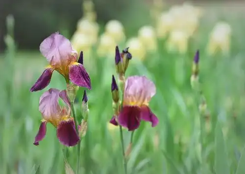 【套图】有髯鸢尾花一组-蜂鸟网