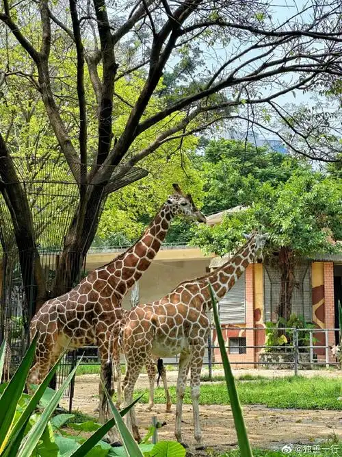 今天来到老广气质满满的广州动物园.