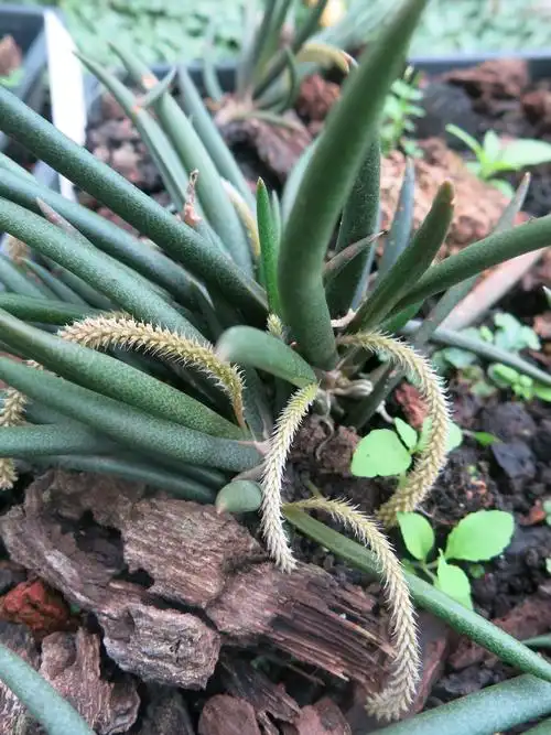 景东亚热带植物园七月里的兰花