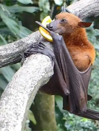 奇特的物种:狗头蝙蝠,这样的宠物,你敢养吗?