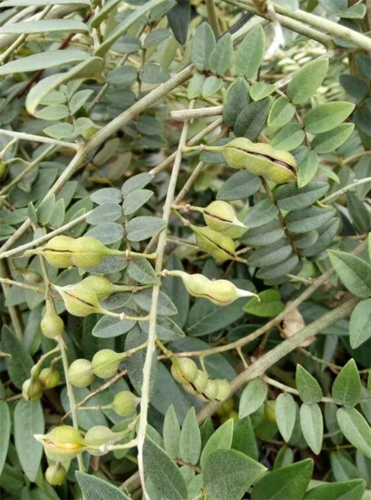 山豆根种植-广西哪里有优质山豆根苗批发