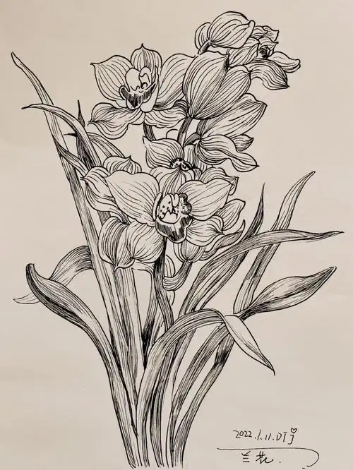 兰花花卉打卡58100