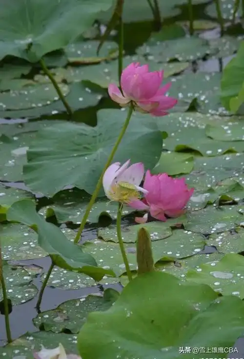 雨中荷花更娇艳