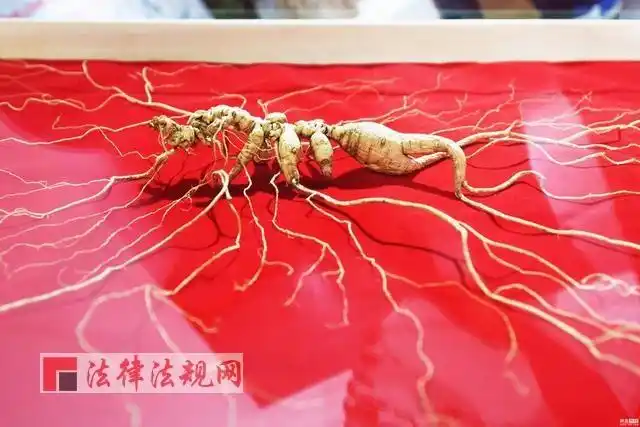 世界互联网大会现野生"参王" 推荐