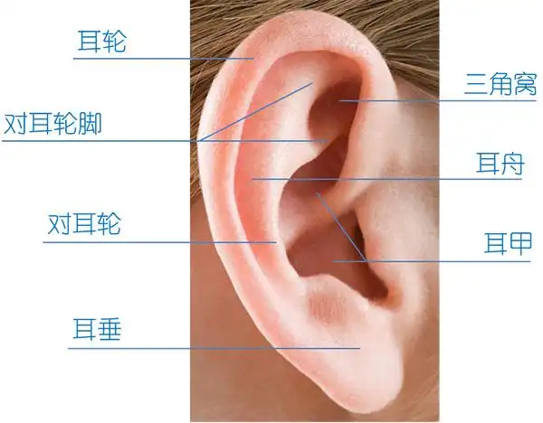 对耳轮上下脚;耳屏,对耳屏;屏间切迹,耳甲艇,耳甲腔,三角窝,耳垂,耳舟