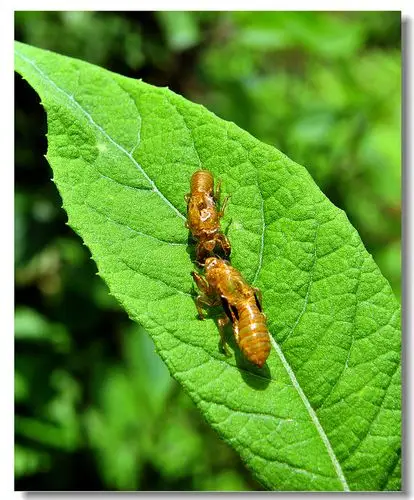 金黄色小蝉——求学名