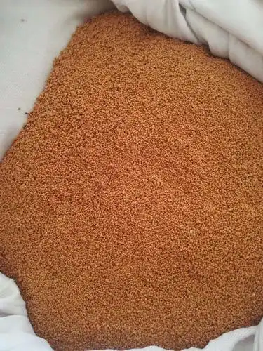 广西正宗纯五指毛桃种子种苗五叉虎牛奶木根新鲜自晒干种子种苗