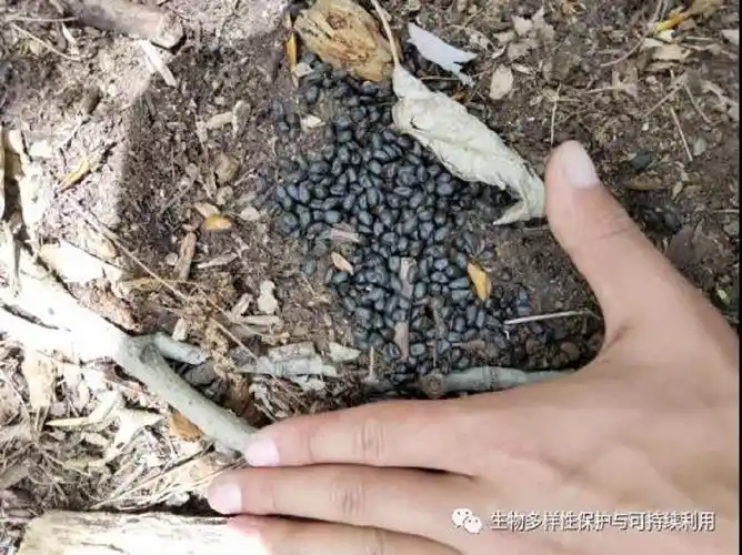 某种麝的粪便(多个位点都有发现)还有其他几种动物的粑粑就不放照片了