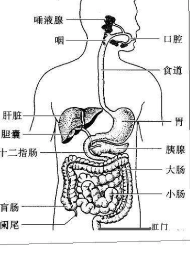 盲肠的位置在哪裏?