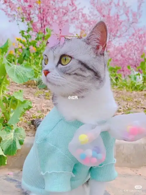 王泡芙到底去没去喵星啊