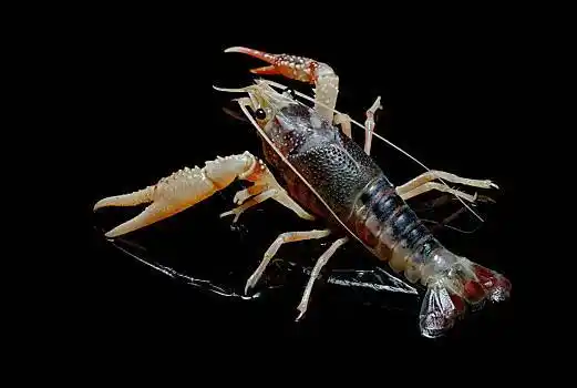 小龙虾,灵异,黑色背景,背景
