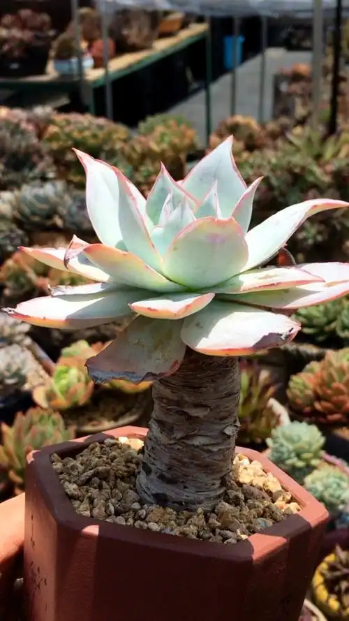 广寒宫老桩 19890