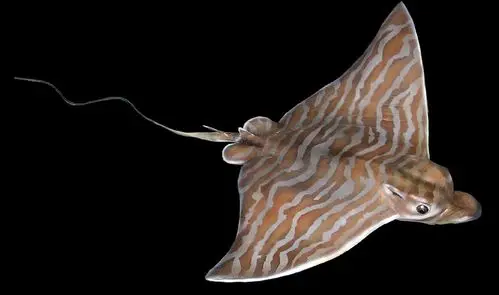 duck bill skate 是什么鱼? 中文名称.