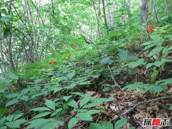 大连千年人参守参蛇事件 毒蛇为什么守护人参?