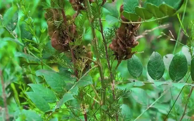 【功效】补脾益气,清热解毒,祛痰止咳,缓急止痛,调和诸药.