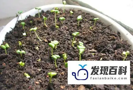 满天星种子种植方法,5步完成种植播种