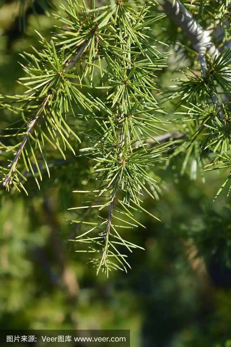 黎巴嫩的香柏树