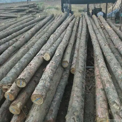 厂家供应供应油木杆多钱