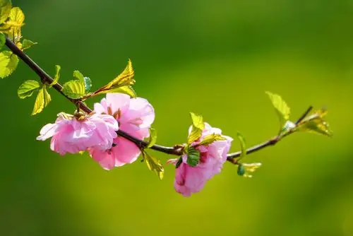 百花盛开春满园