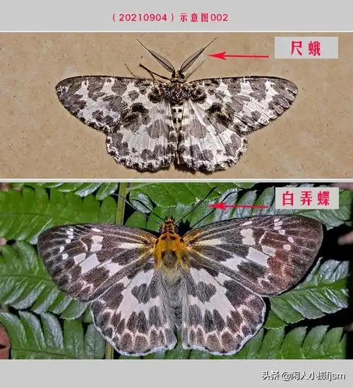 蝴蝶和蛾子的区别,怎样区分蝴蝶和蛾子(你留意过或是拍摄过蛾子图片吗