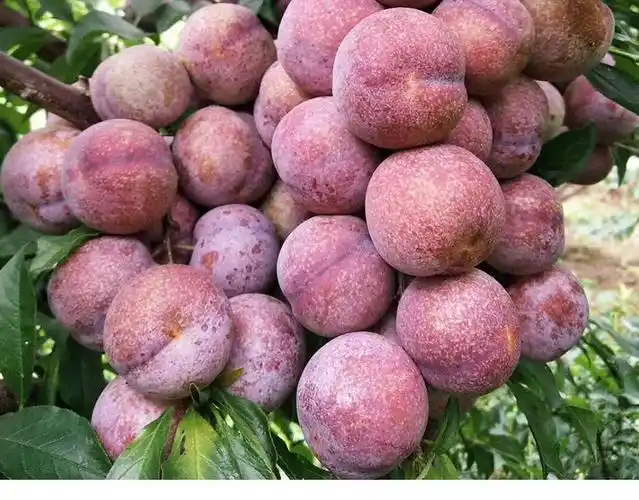 玢菓萱 新鲜上市超低价红心李三华李双华李子青脆甜李芙蓉李新鲜孕妇