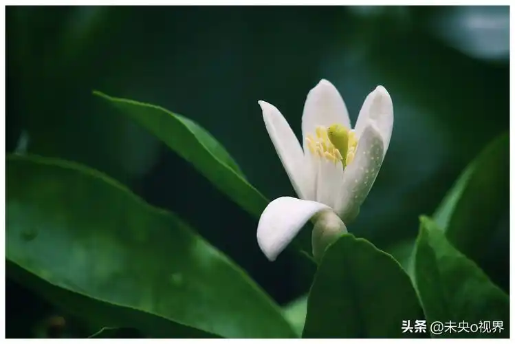 植物世界 l 苦橙花