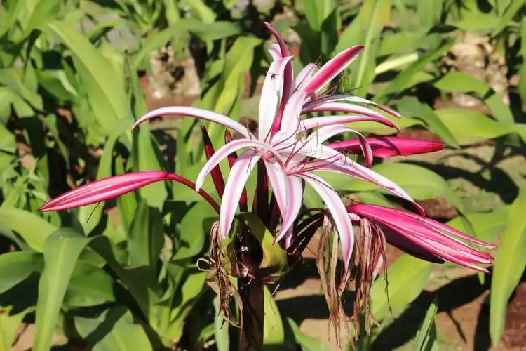 像个红绣球一样的美蕊花,一树一树的看着让人赏心悦目.