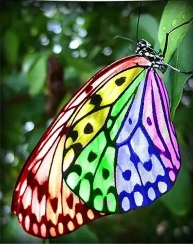 【生态微距】漂亮的小蝴蝶摄影图片欣赏  wbr>03