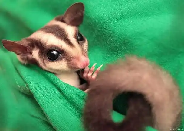 揭秘蜜袋鼯智商:它到底相当于几岁?