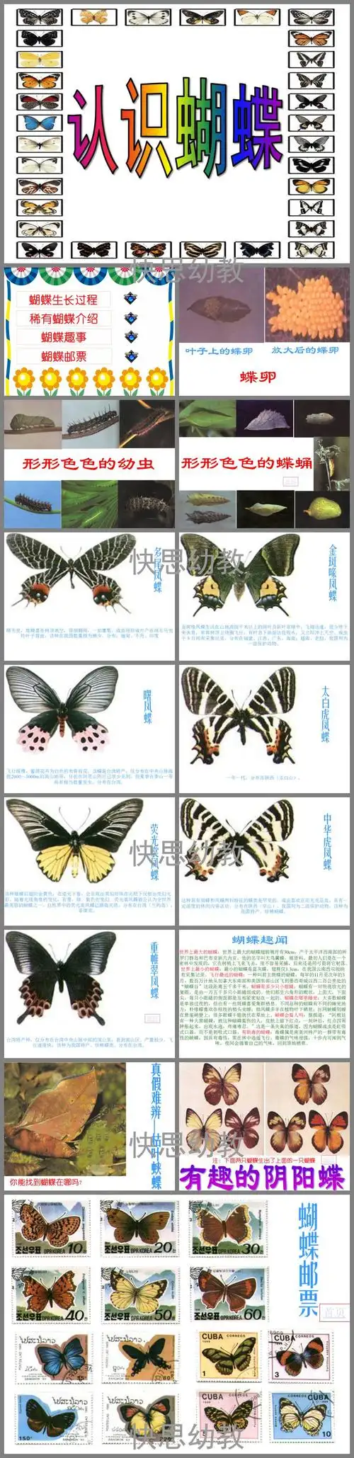 中班《认识蝴蝶》ppt课件教案