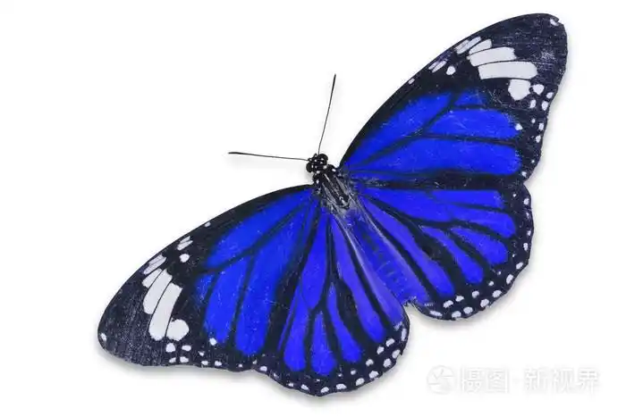 蓝蝴蝶