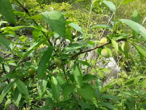 一个崭新的植物人即将诞生