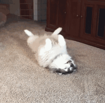 搞笑:哈哈哈,这个傻狗子的动作表情,太魔性了吧_妹子