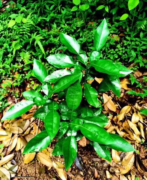 求高人解惑这是柚子还是沃柑或是