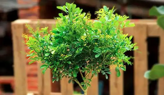 九里香和米兰的区别