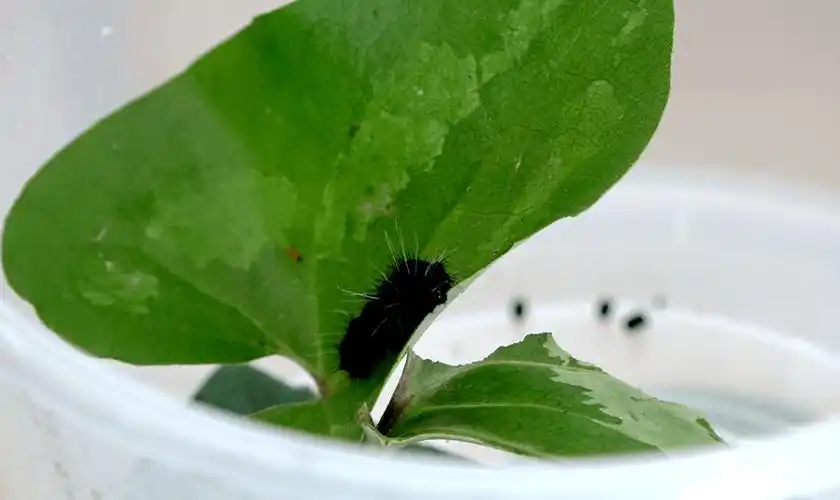 "在基地内,记者看到,工作人员正在收集当前一批次中华虎凤蝶幼虫的