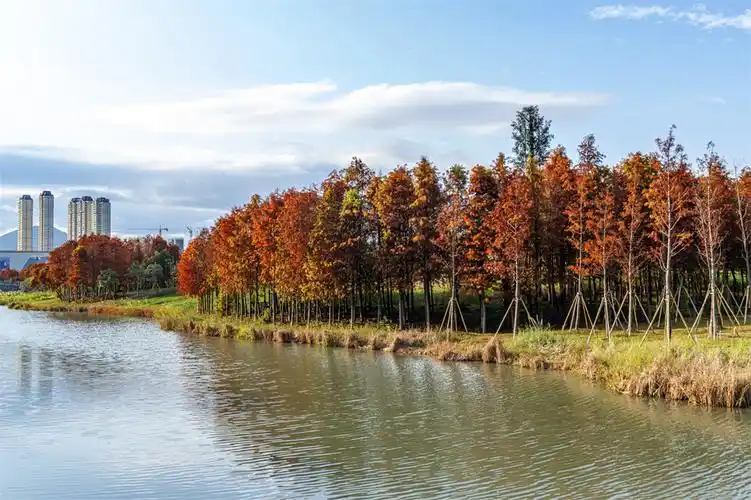 三垟湿地 水杉正当红-新闻中心-温州网