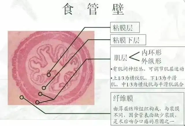 食管黏膜层微血管结构表现食管粘膜层分层图解 (第1页)