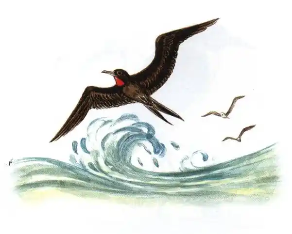 首页 词典 -> 小军舰鸟    (lesser frigate bird