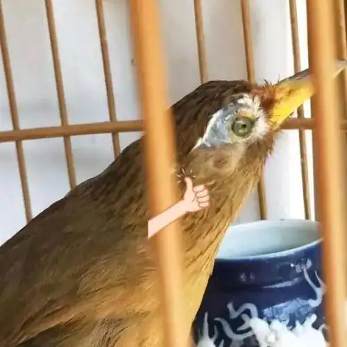 画眉鸟综合社区 06-0511:05