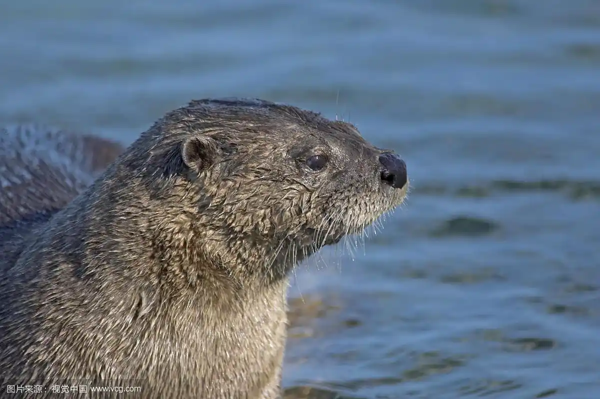 北美水獭,成年,肖像,加拿大,美国