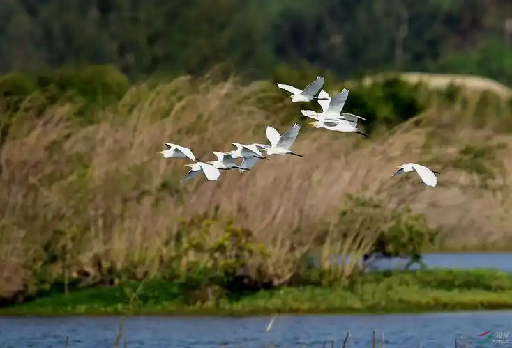 湿地白鹭