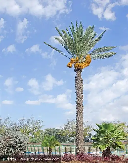 枣椰树