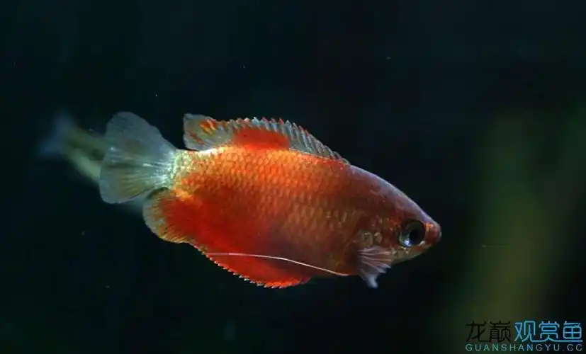 红丽丽鱼