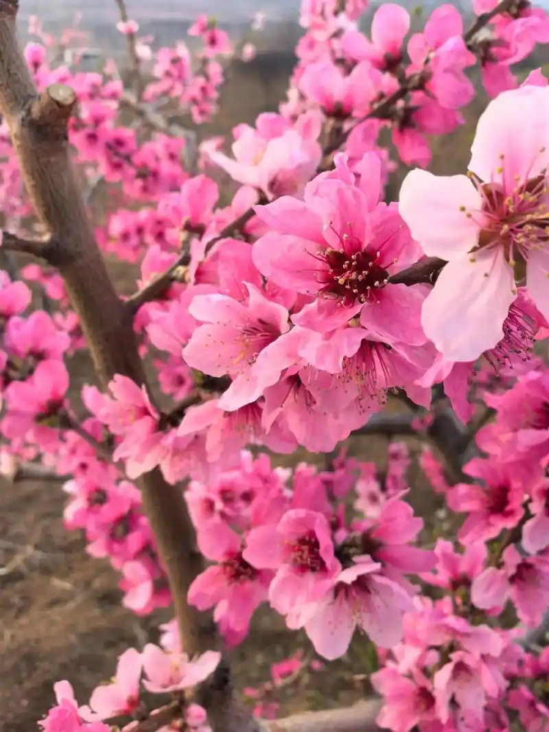 桃花朵朵开 #又是一年桃花开 #运动 #自律 #跑步  在 - 抖音